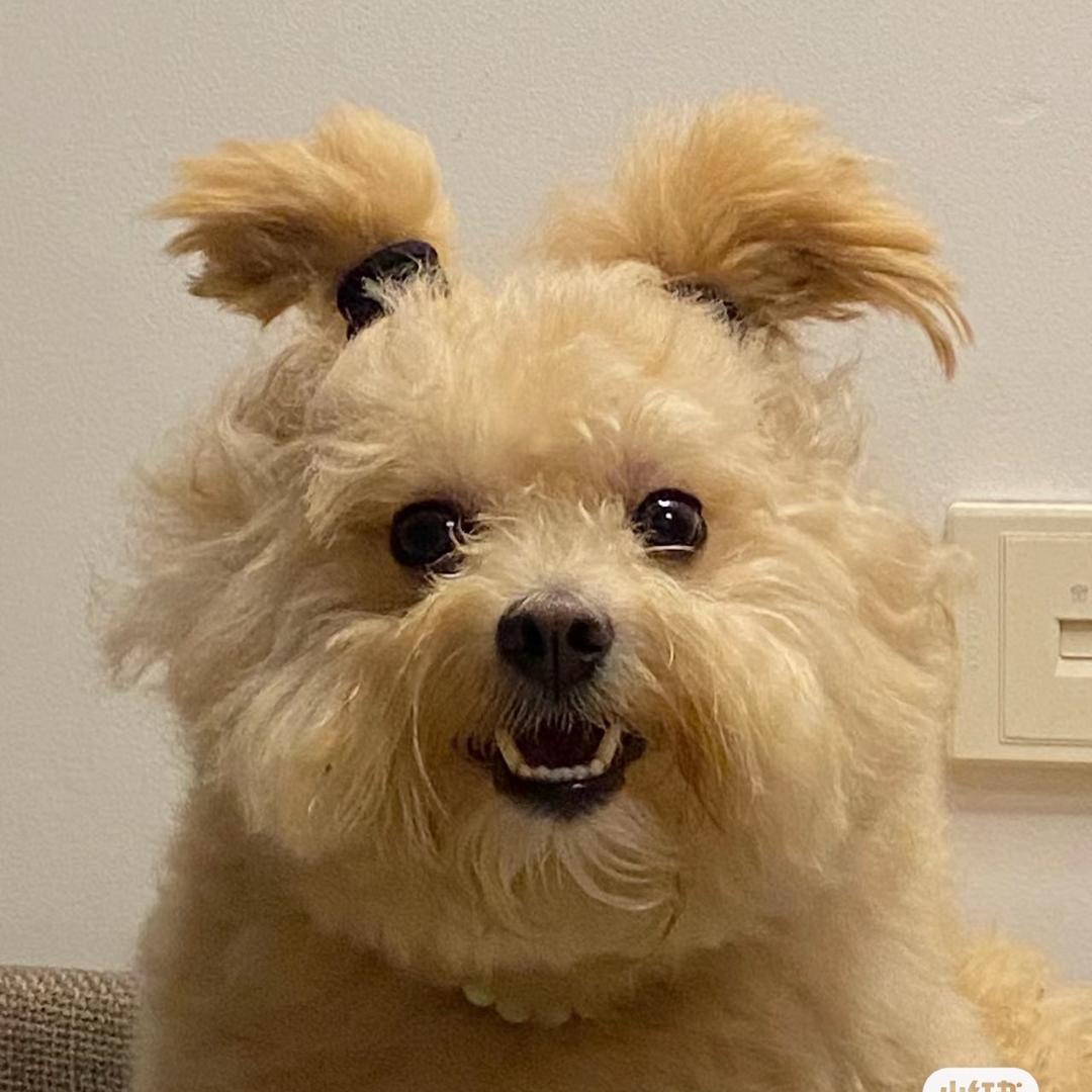 奶球小胖墩