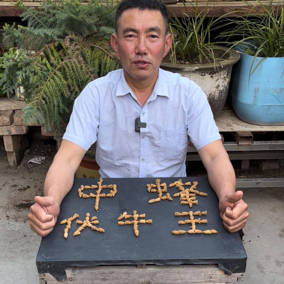 中蜂伏牛王