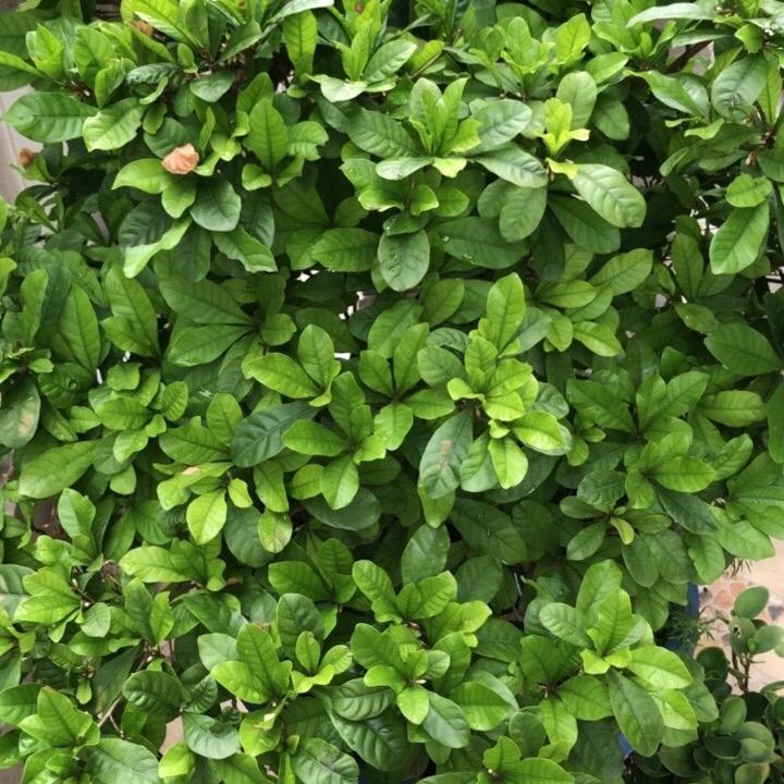 淡漠苏哥