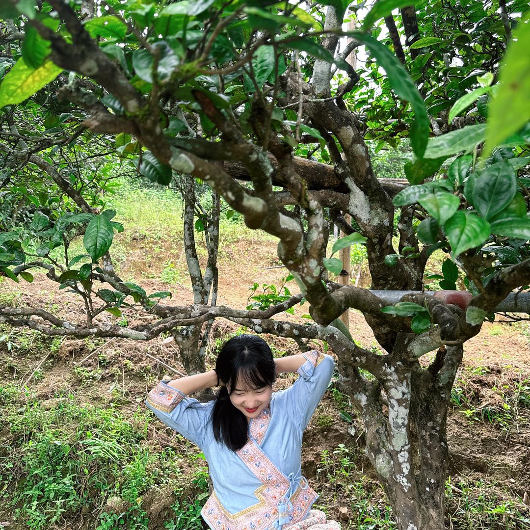 冰岛老寨阿美