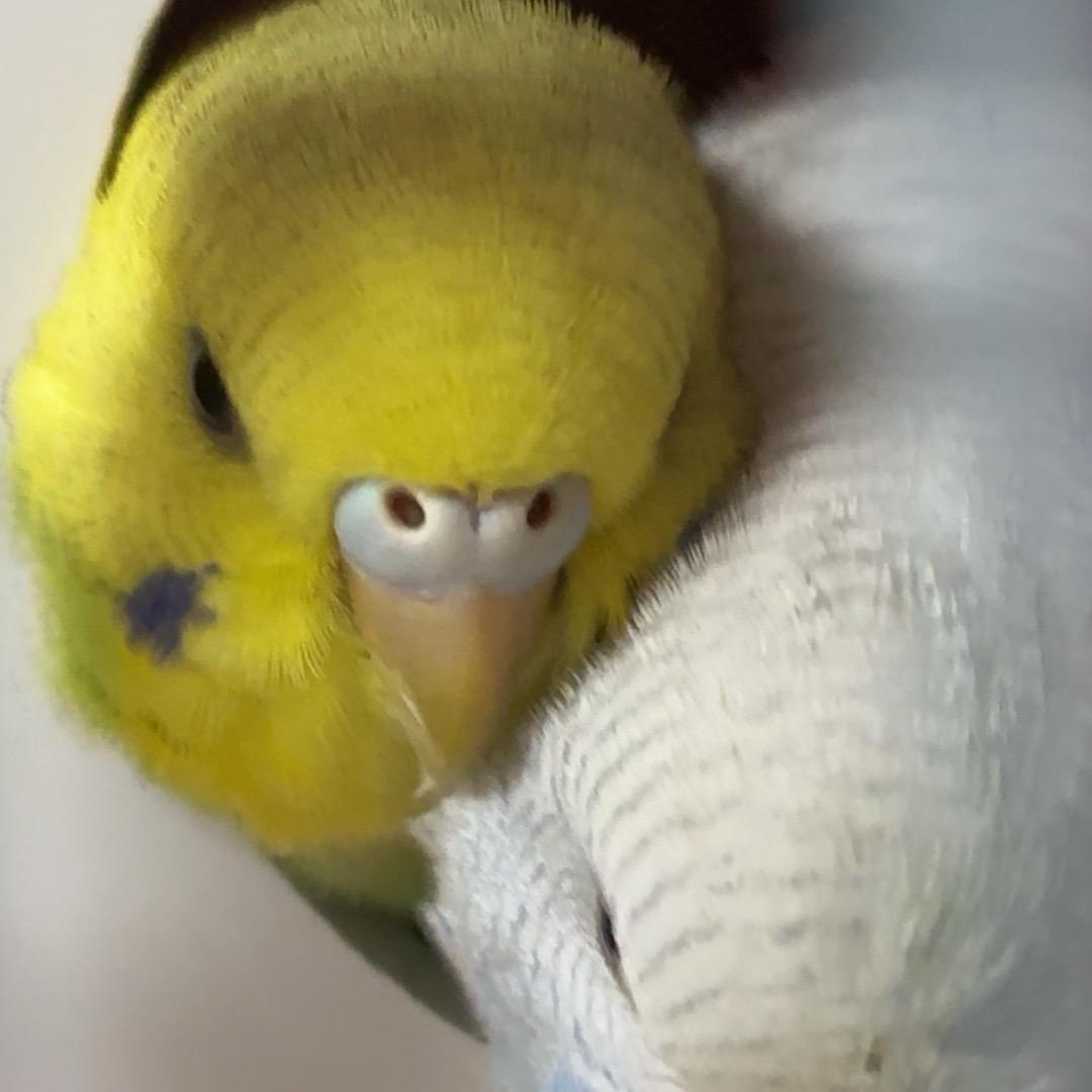 小米粒和小蛋糕