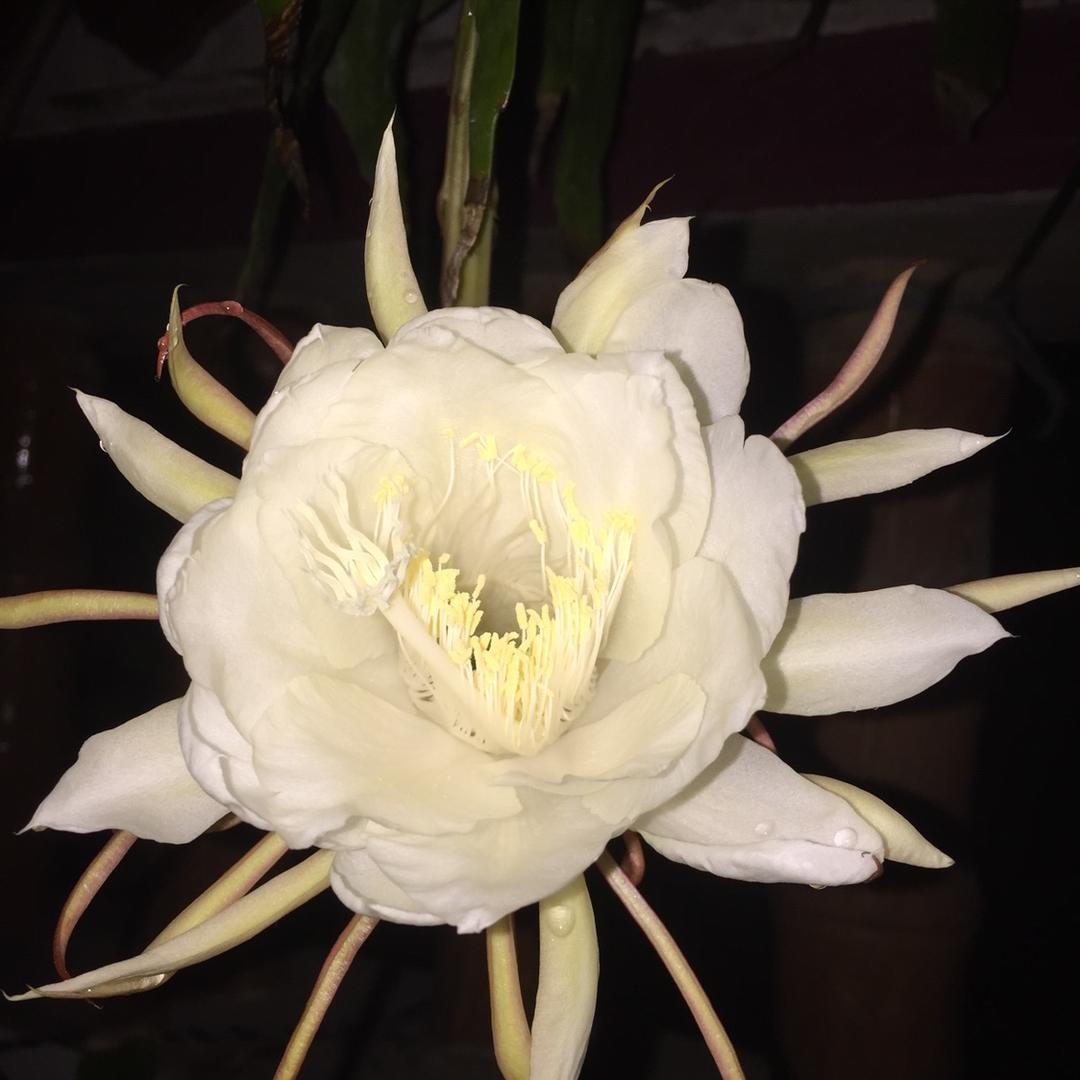 蔷薇