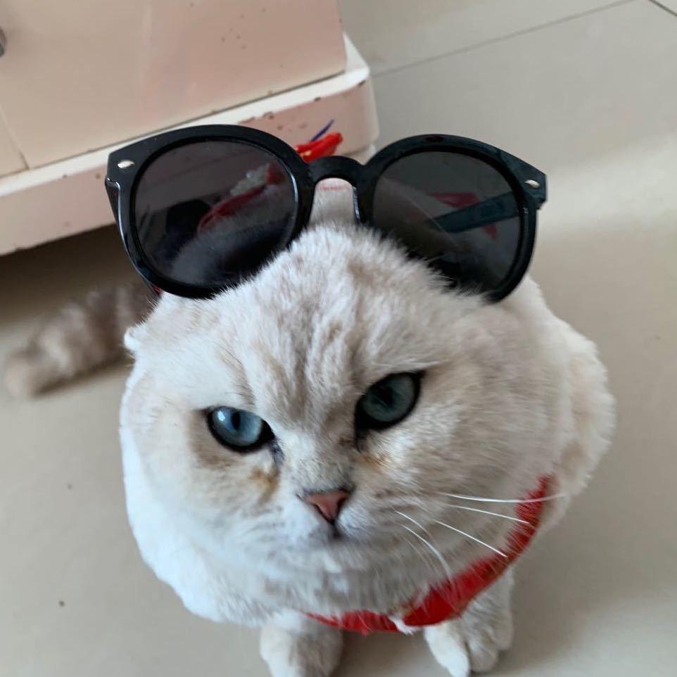 任泽区怡霖宠物用品店