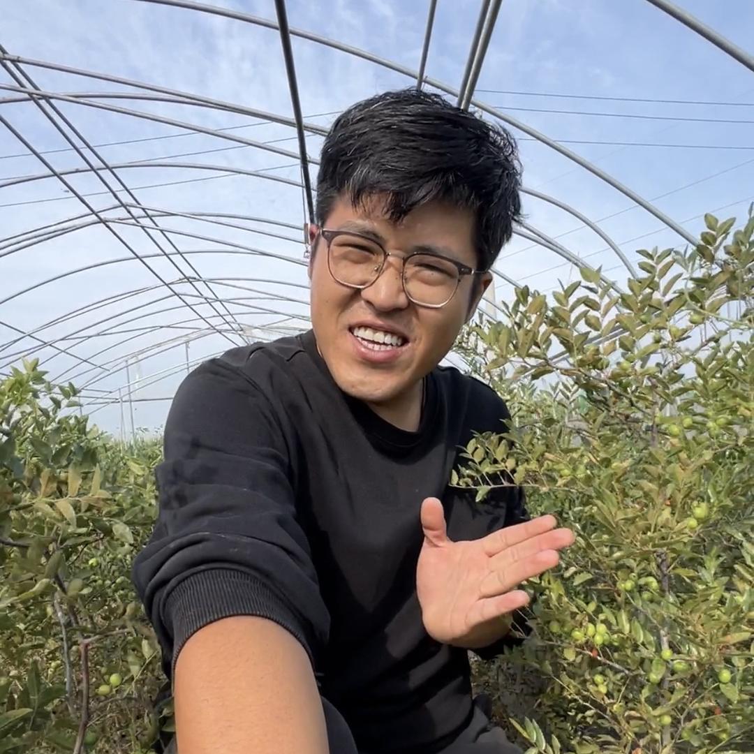 心农人酸枣树种植基地-三门峡王其