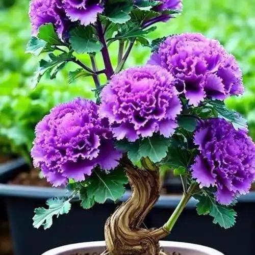 晚风花坞