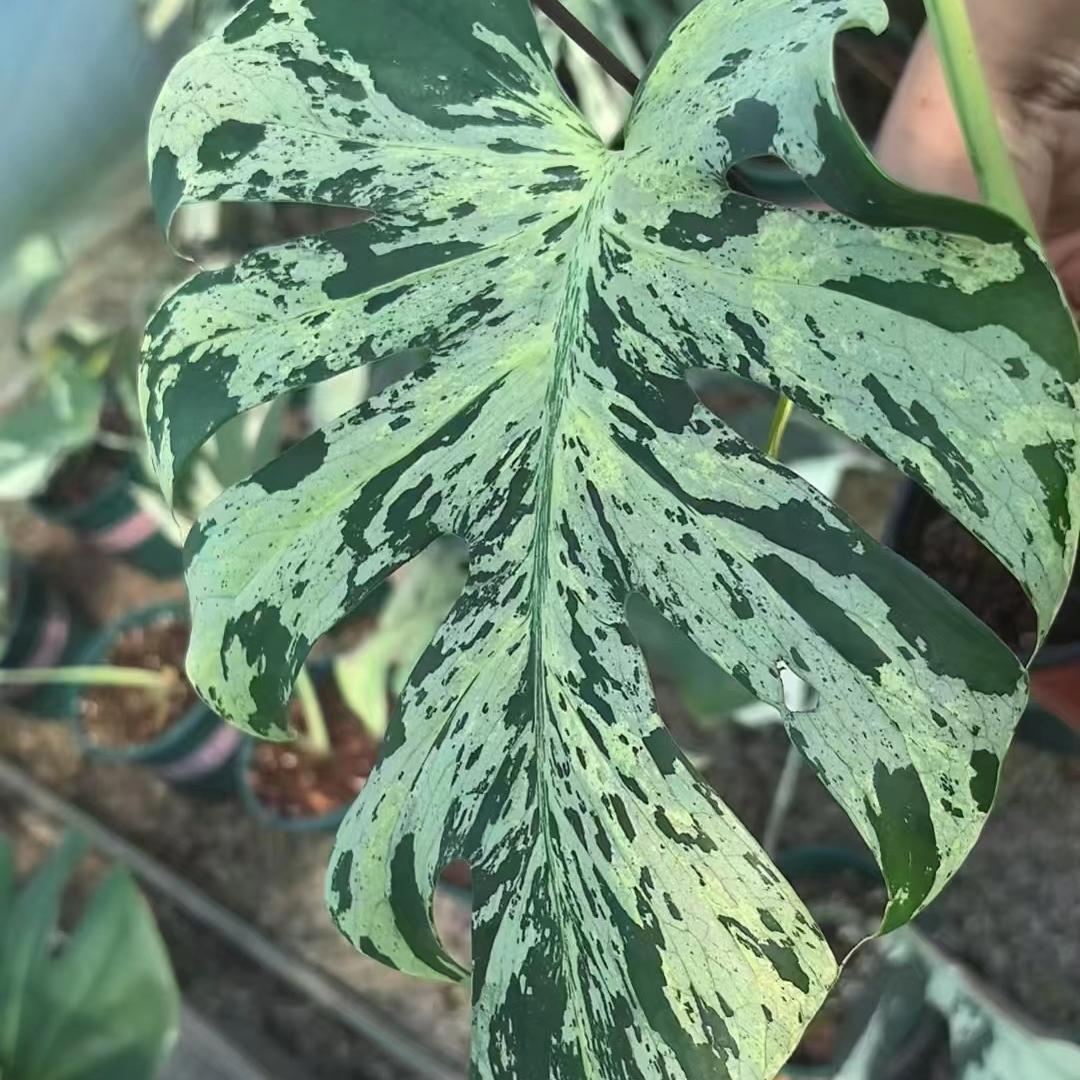 锦宇热植