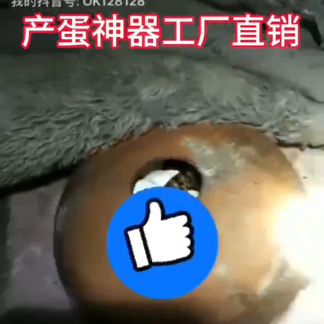 蛇产蛋神器工厂