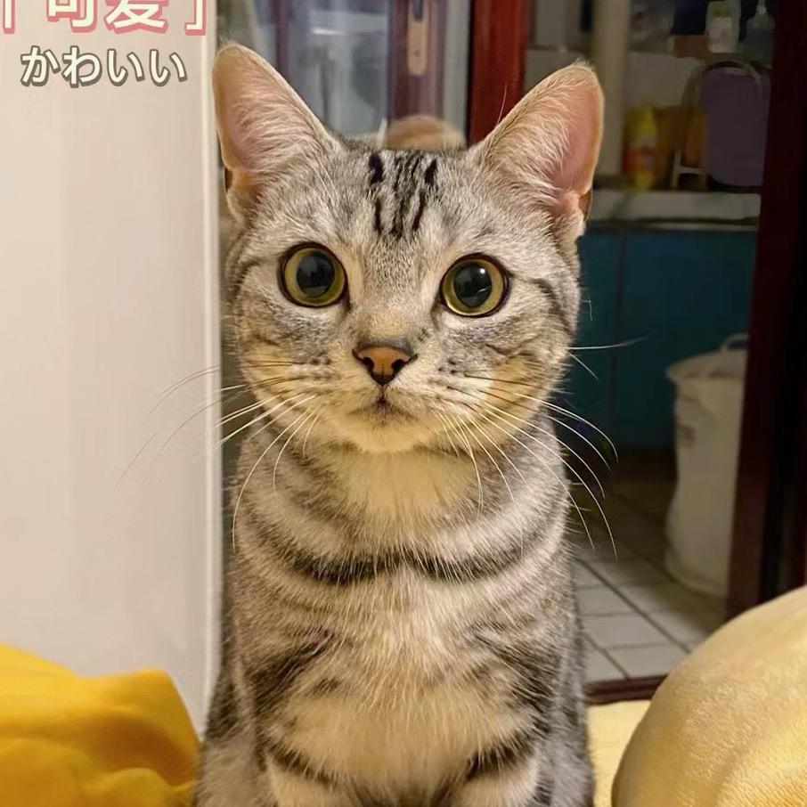 五只崽子养宠日记