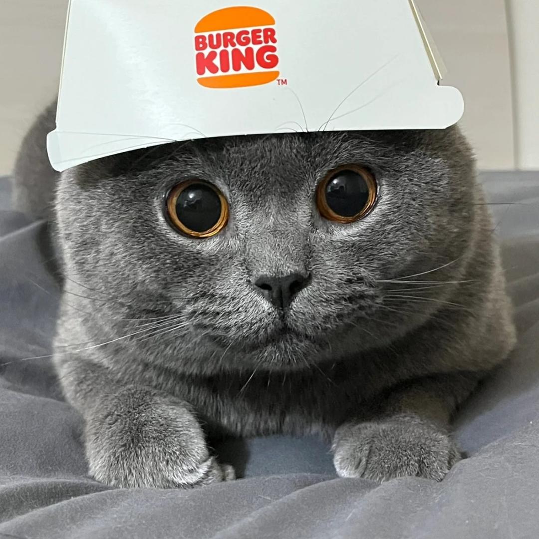 (●—●)