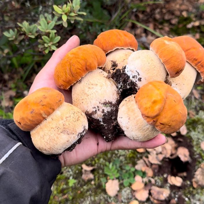 跟小刚一起采蘑菇