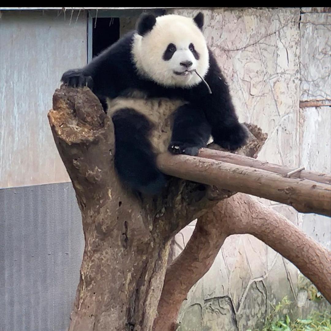 小浩全世界看熊猫啦2号