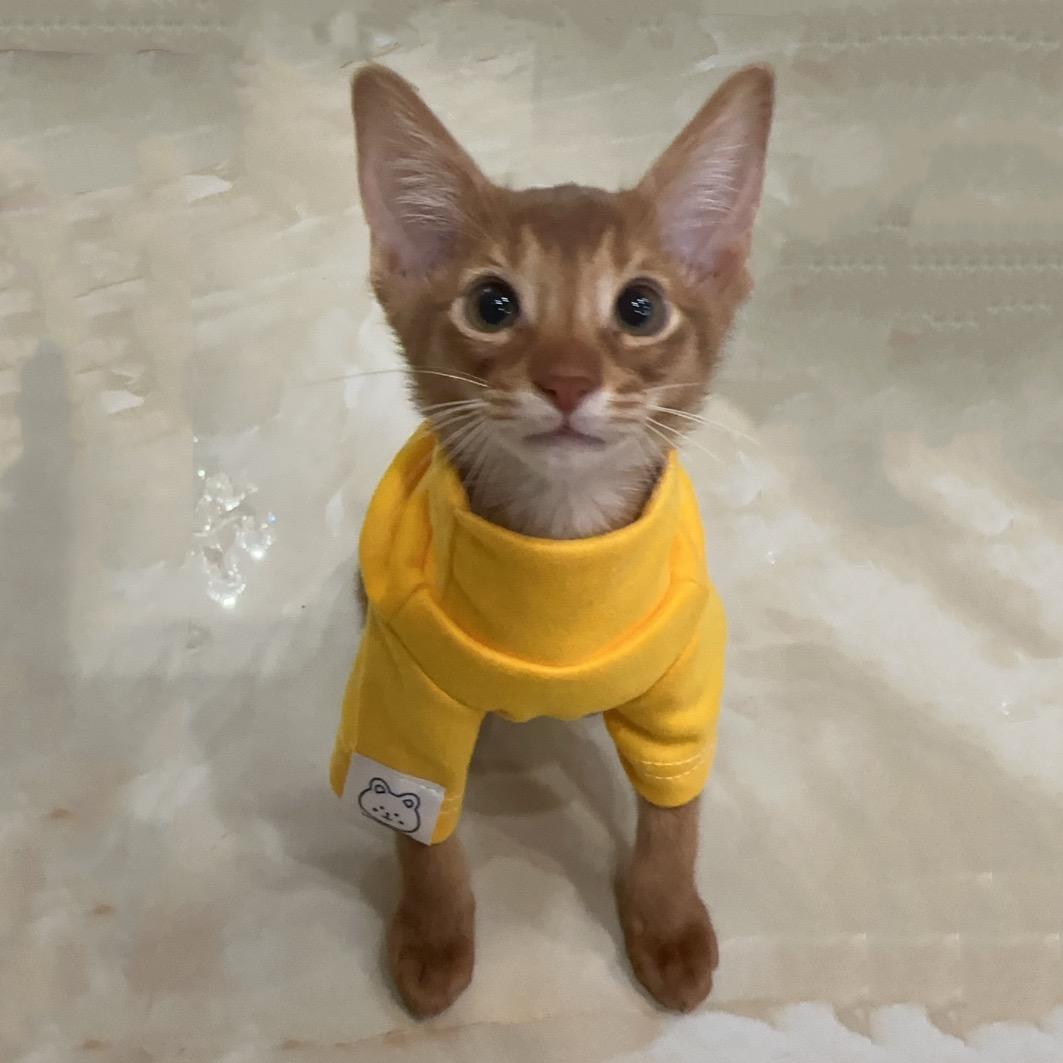 薯片是只Abyssinian