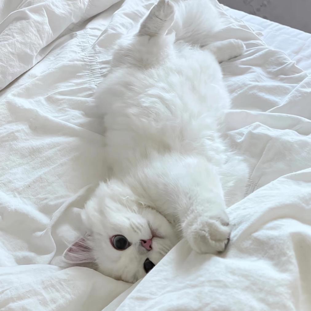 纱罗