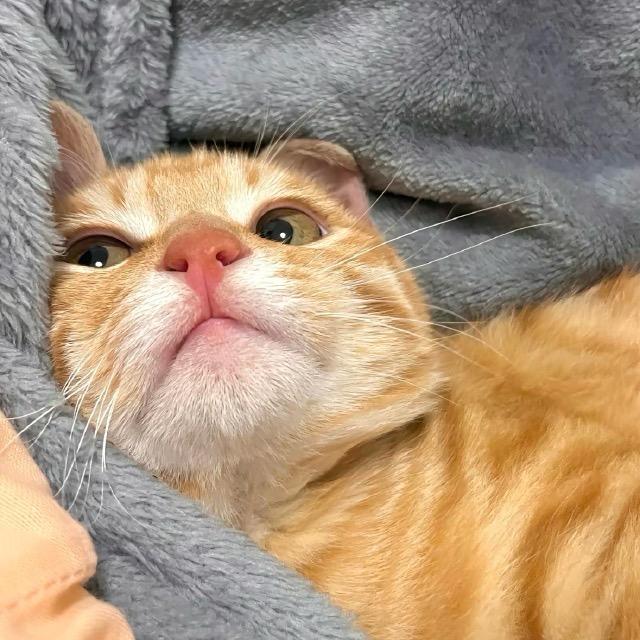 诗栎