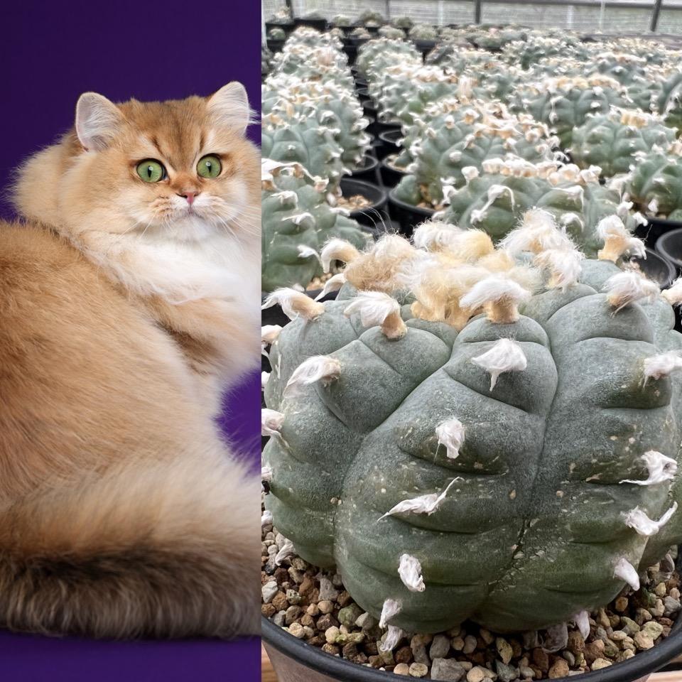 猫哥多肉