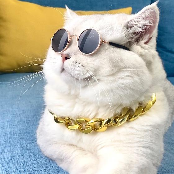 干脆面是只猫🐱