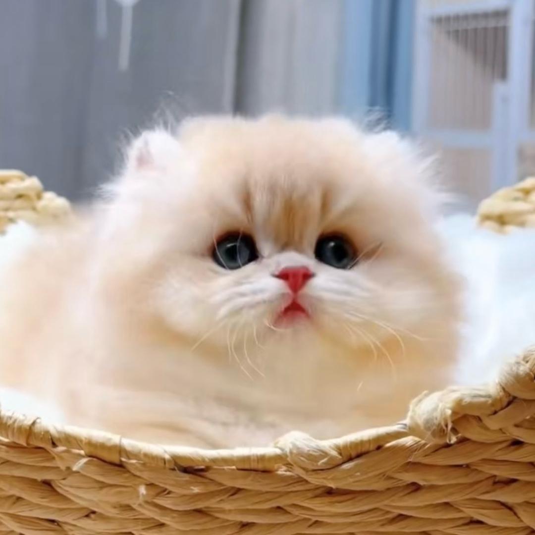 樱桃🍒🍒喵喵喵喵屋