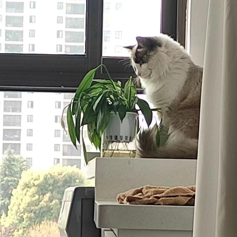 感谢救了我花的喵