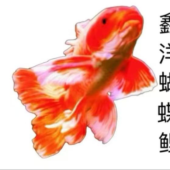 鑫洋蝴蝶鲤