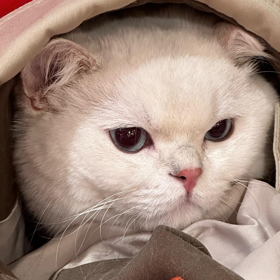 一顿吃不饱🎀