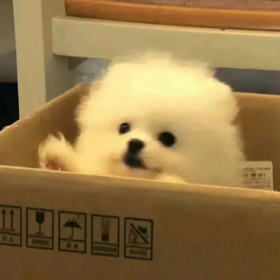 呆嘻嘻
