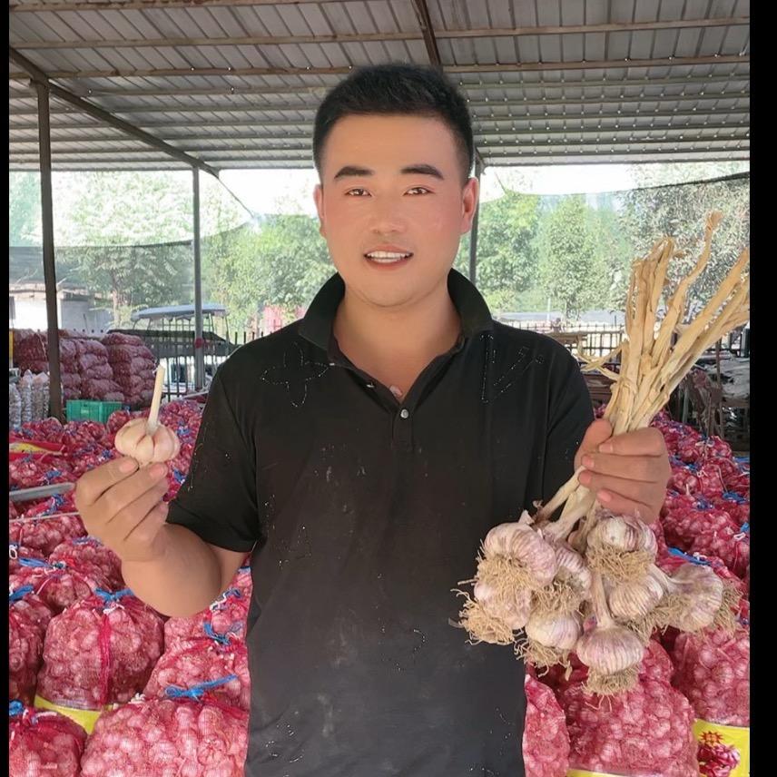 四季青至皇一号青稞