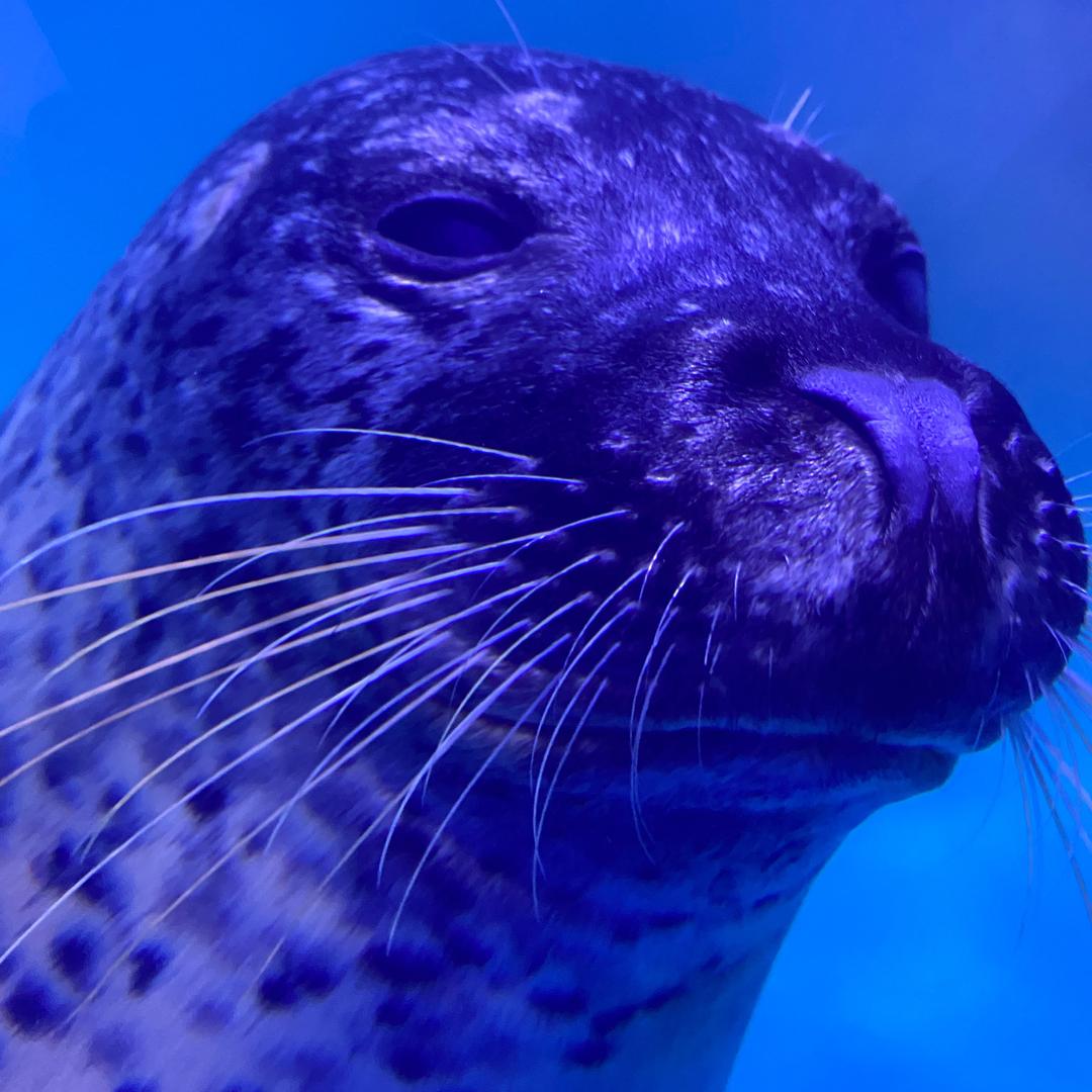 心不动↓则不痛