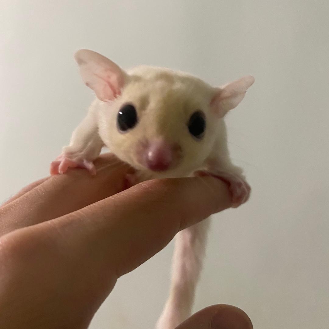二掌柜🦦