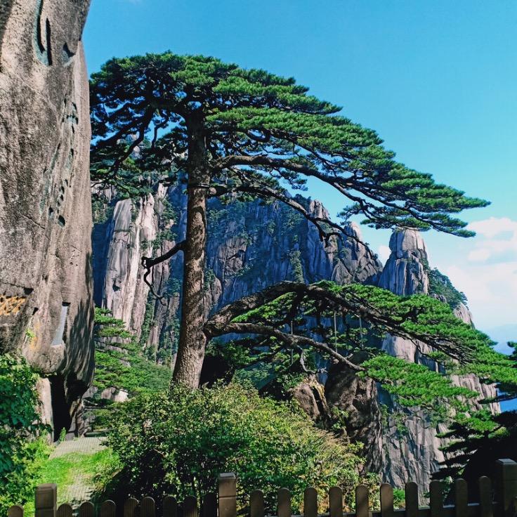 蓝鲸盆景（黄山松）