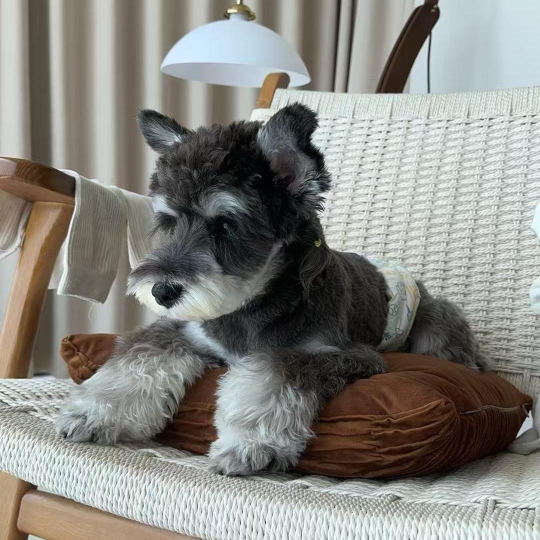 一只旺（卖狗版）