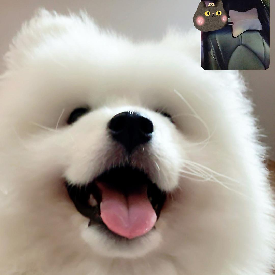 萨摩柚柚