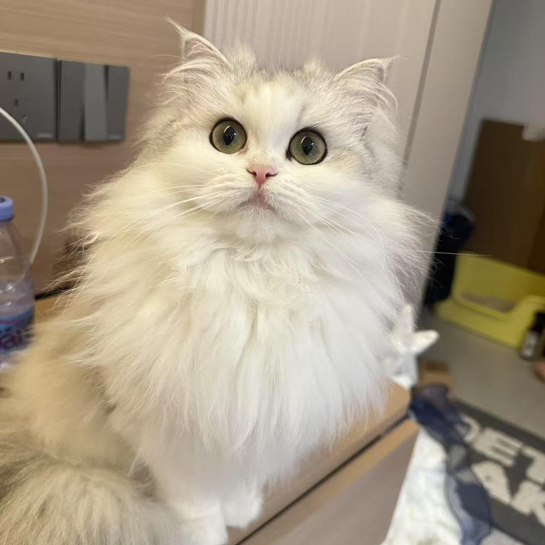 肥瑶很凶
