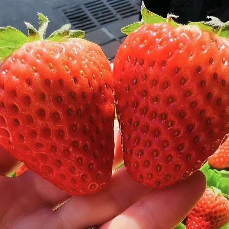 我爱水果