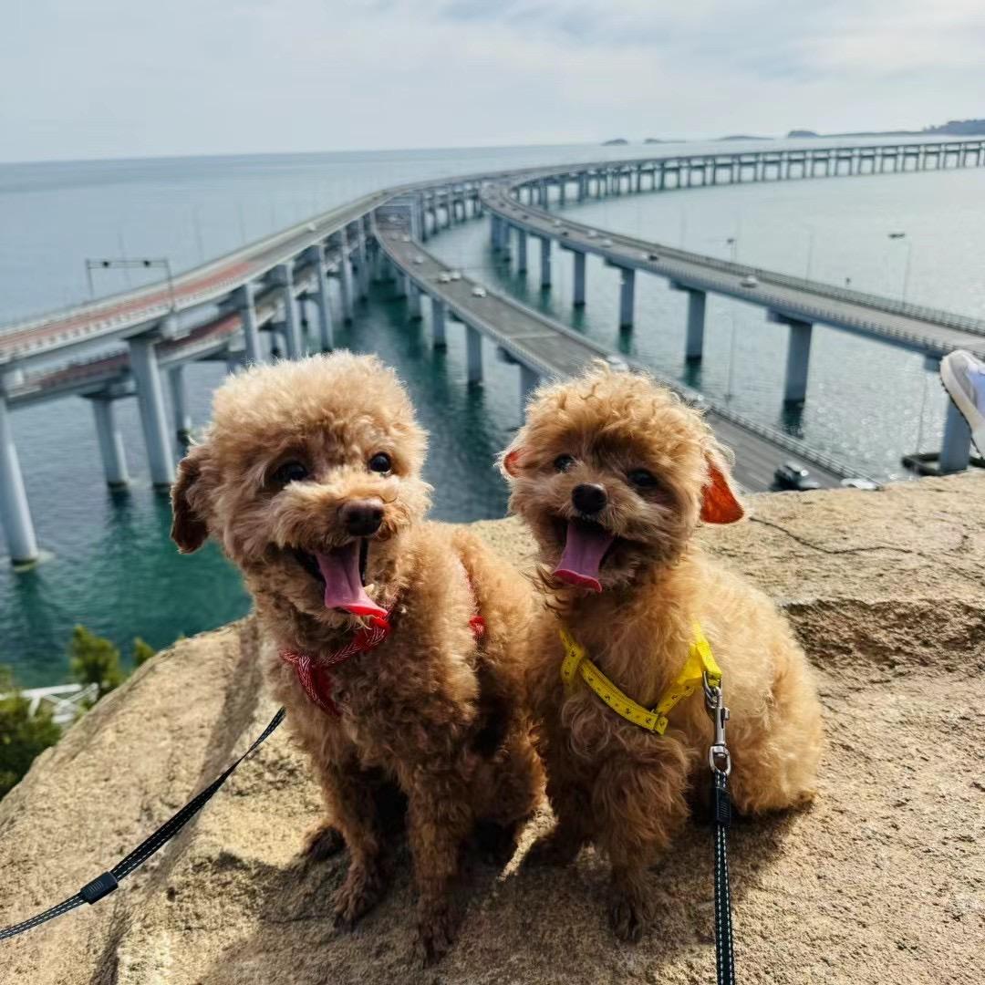 饺子大魔王（涨粉ing）