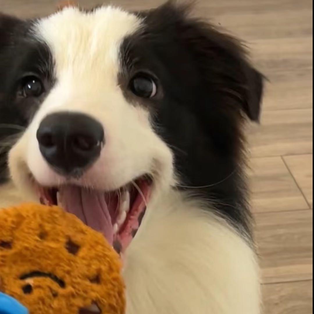 一口40个包子☀️