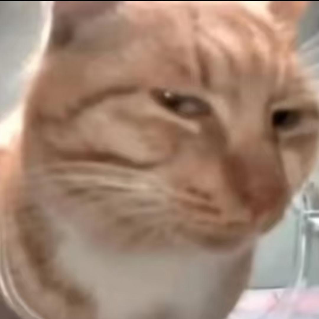 哈基米猫meme