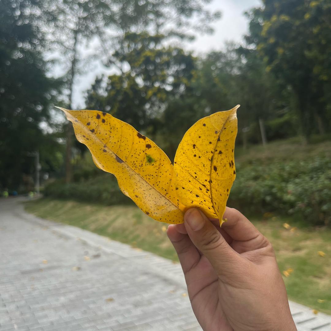 天若有情天亦老