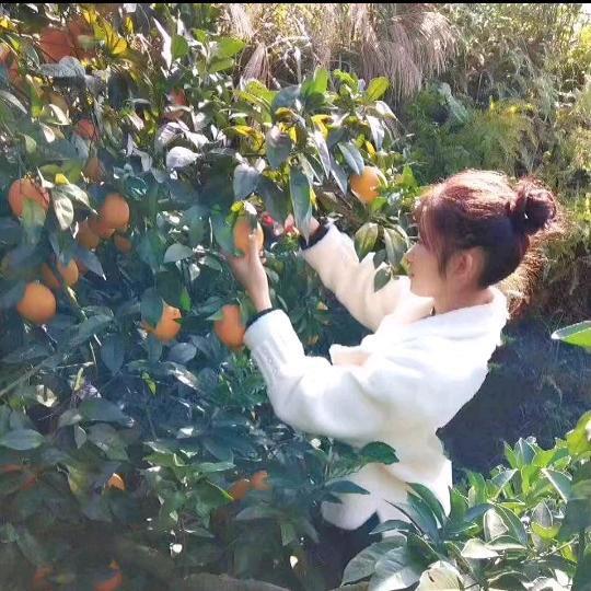 甜橙🍊小芬
