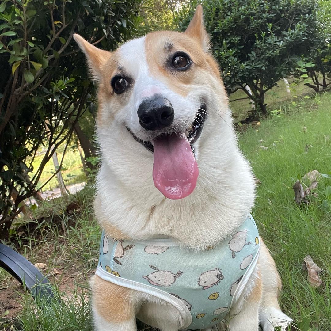 暴躁小猪猪🐶🐰
