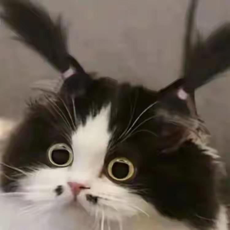 小驴大王