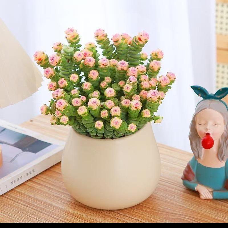创意花卉