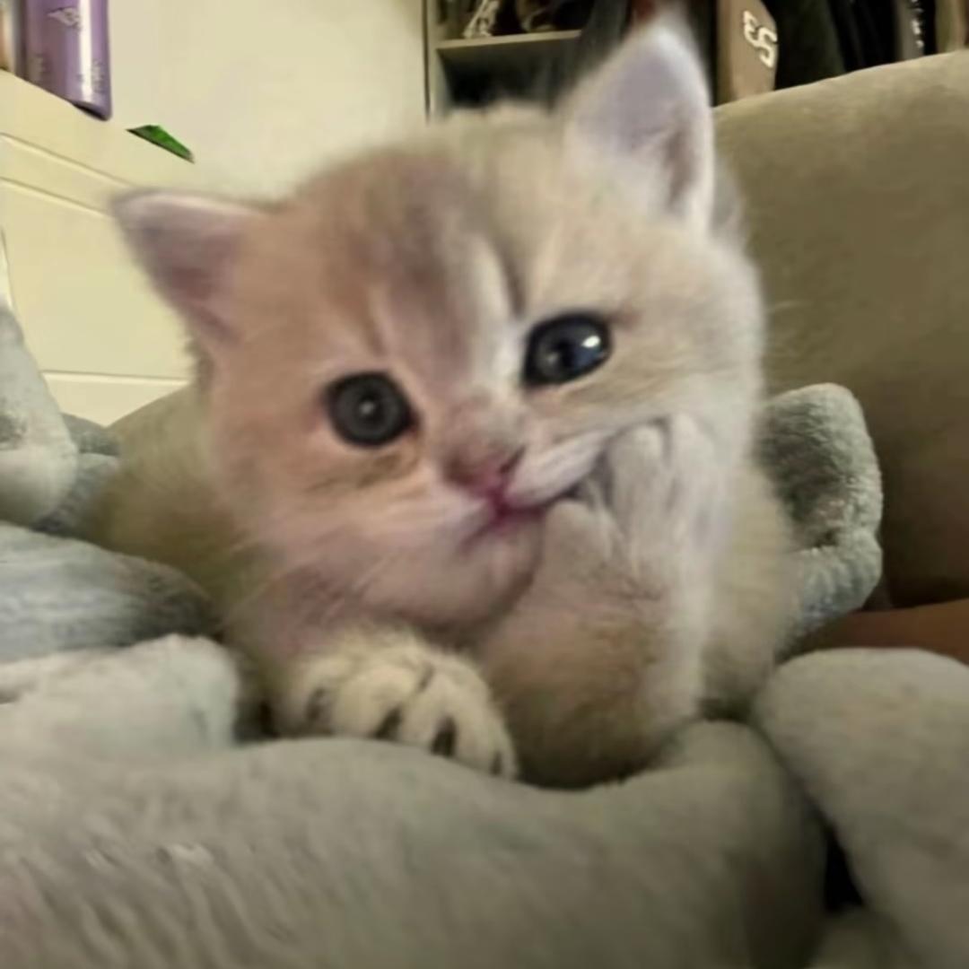 番茄糊芋丝