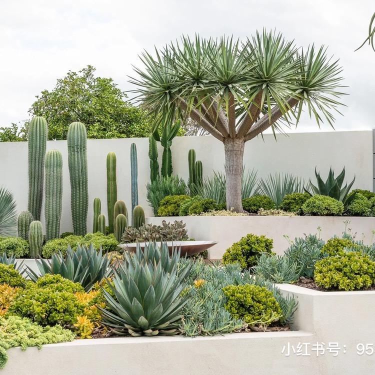 🌵中华掌🌵龙神木种植基地