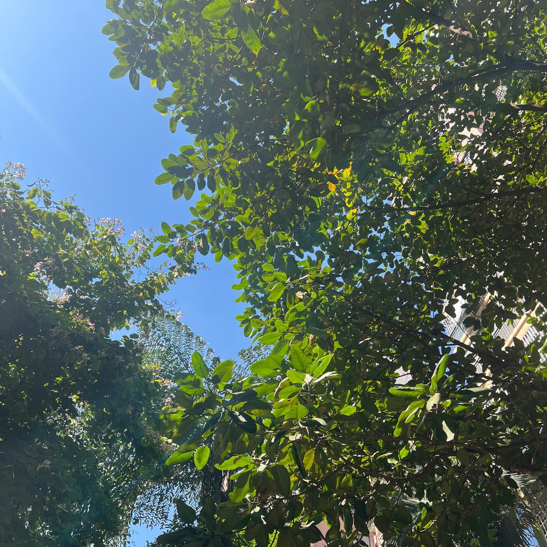 甘蔗界的大聪明