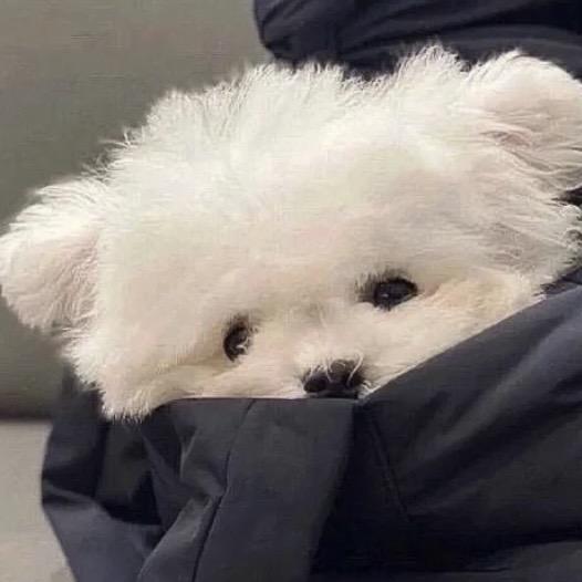 月亮不爱数绵羊