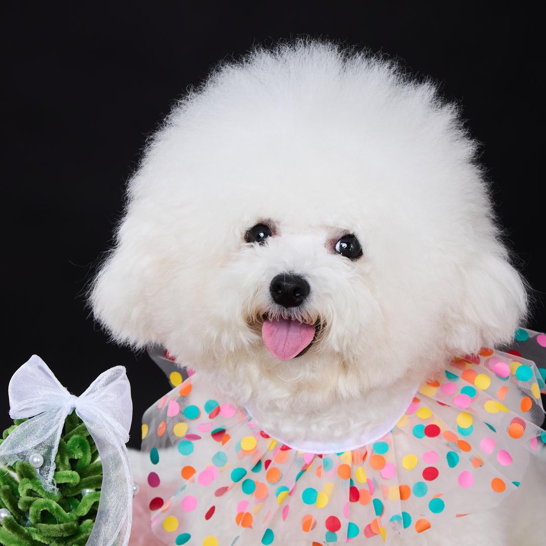 杨球球的领养life🦴