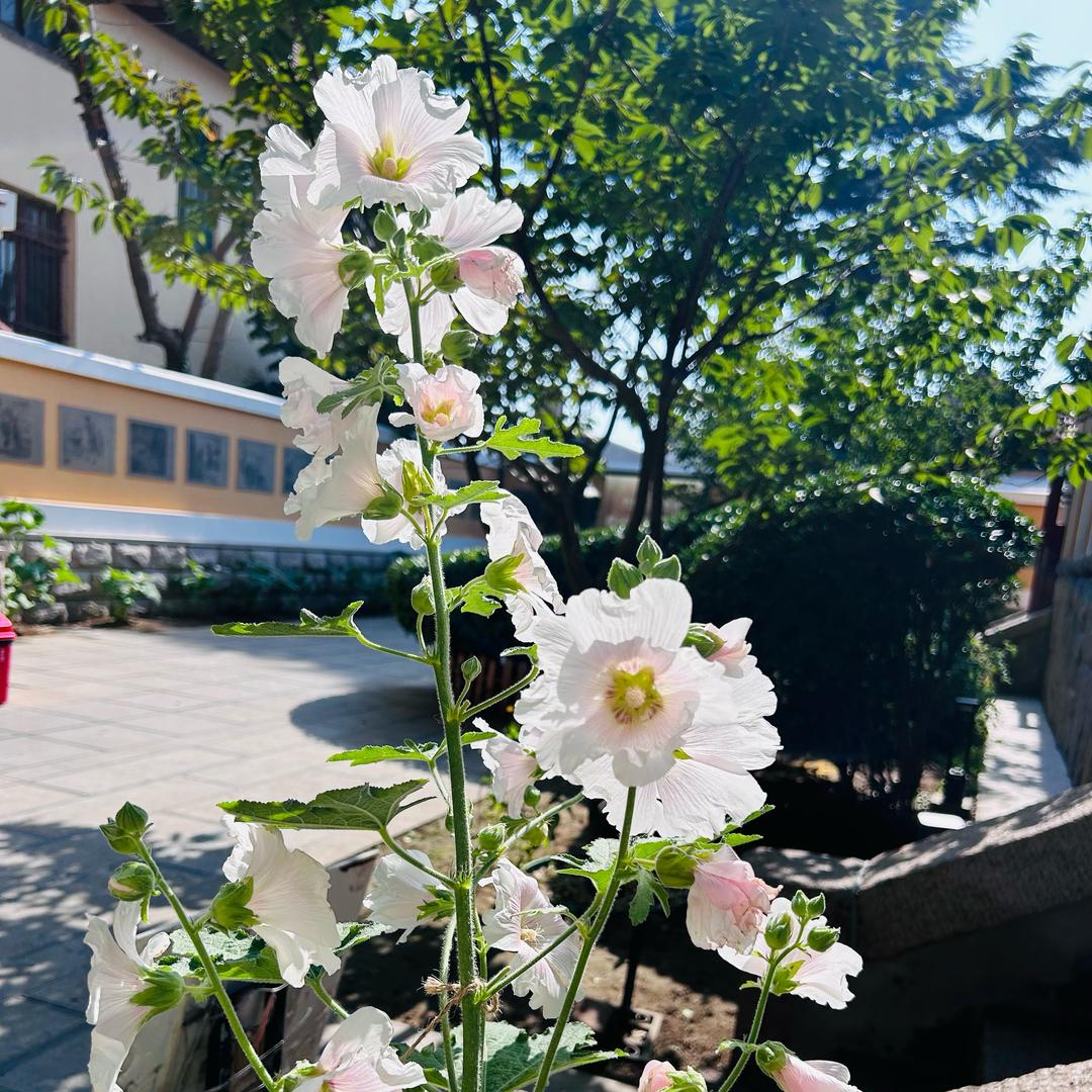 🍬糖有点儿甜🍬