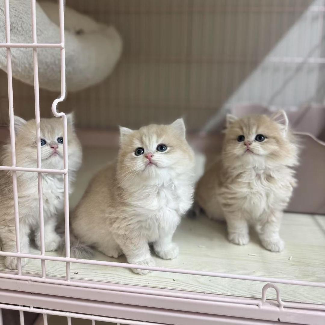 可xin的猫🐱