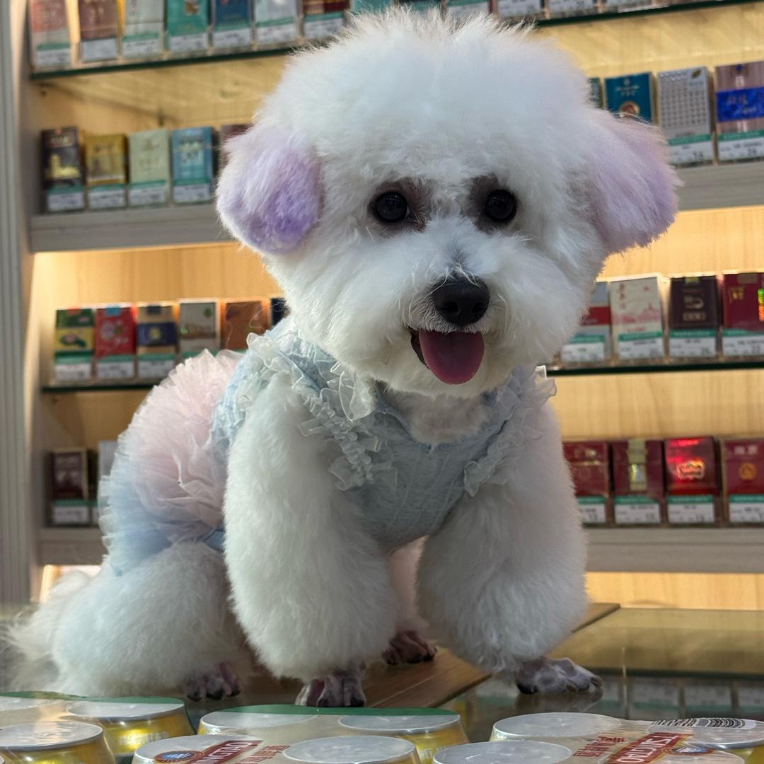 多多是一个🐶