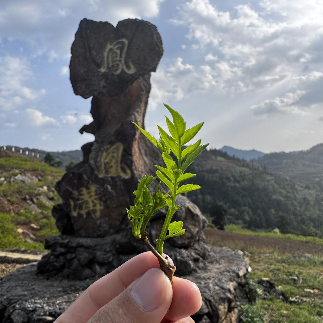 揽茝茶庵（永顺紫莓茶）